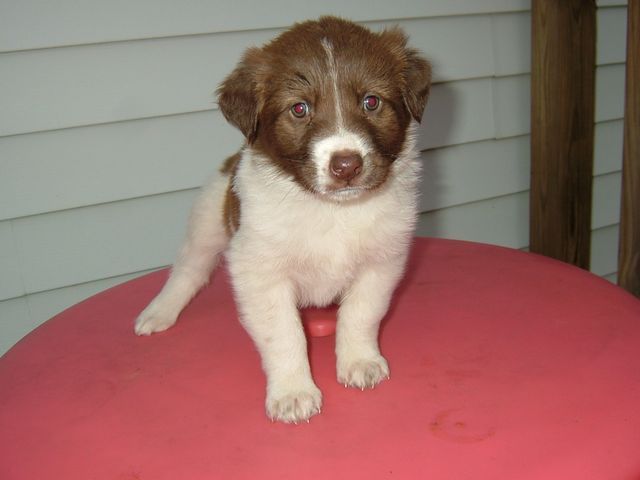 Husky Mix Puppy, Rescued in 2007