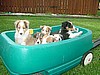 Puppies in a Wagon!!