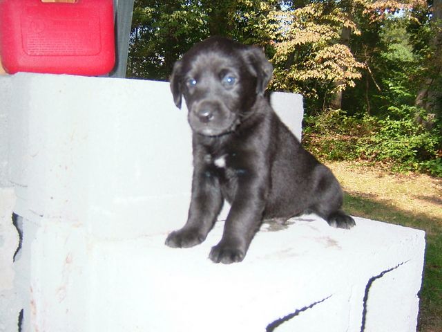 Husky Mix Puppy, Rescued in 2007