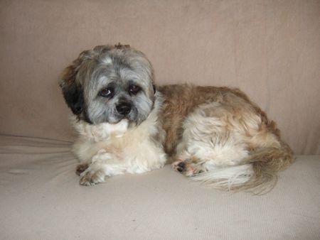 Charlie, Rescued & Adopted Nov 2009