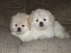 Sully & Butterball, Lucy's 1st Litter