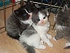Male Kittens, Rescued & Adopted in October 2009