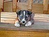 Louie, Rescued in 2005